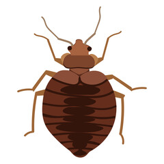 Blood-sucking bed bug . A harmful insect. Disease vector