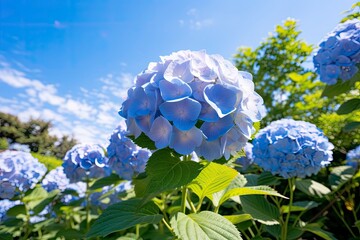 Blue French hydrangea under blue sky. - obrazy, fototapety, plakaty