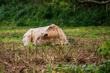 Fototapeta premium Cattle in nature reserve grazing on pasture.
