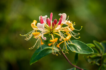 Colorful plant on a green background.