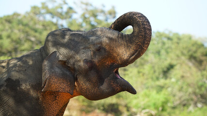 the head of a small elephant that has opened its mouth