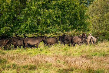 Free-ranging Koniks in the Geltinger Birk nature reserve on the Baltic Sea in Germany. © Bernhard