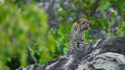 A large male leopard is sitting on a rock showing details, sharp eyes and blurred background. 