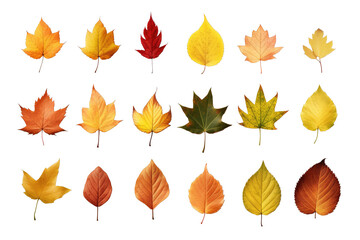 Obraz premium Collection of autumn leaves isolated on a transparent background. Yellow foliage leaf set. Vector illustration.