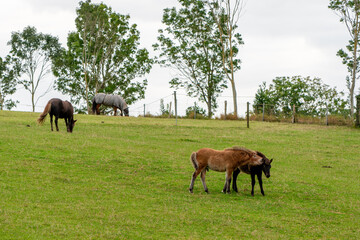 Obraz na płótnie Canvas Horses grazing in the horse pasture.