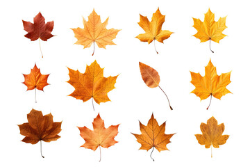 Obraz premium Collection Of Dry orange maple leaves isolated on a white or transparent background. the evolution of leaves drying, change concept, colorful leaves set. Halloween and Thanksgiving concept, PNG