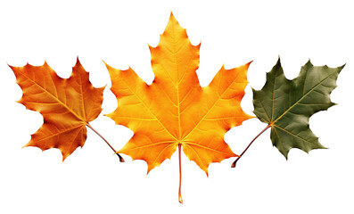 Dry three maple leaves Orange, yellow, and green isolated on a white or transparent background. the evolution of leaves drying, change concept, Halloween and Thanksgiving concept, PNG