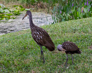 Mother Limpkin and her chick walking towards pond or meadow. Hatchling following mother