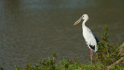 Feeding Behavior: The Asian Openbill has a specialized feeding behavior.