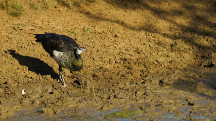 A female peacock drinks water in a reservoir