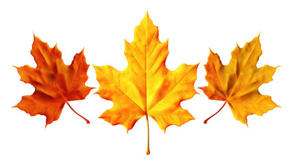 Fototapeta premium Dry three maple leaves Orange, yellow, and brown isolated on a white or transparent background. the evolution of leaves drying, change concept, Halloween and Thanksgiving concept, PNG