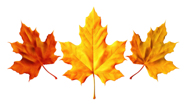 Dry three maple leaves Orange, yellow, and brown isolated on a white or transparent background. the evolution of leaves drying, change concept, Halloween and Thanksgiving concept, PNG