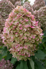 hydrangea flowers in autumn