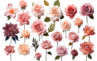 Peony Roses Flowers Transparent PNG, Collection of Peony Roses Flowers, Flowers, Buds, Leaves, Various Stages of Bloom, Vibrant Color, , Isolated Over a Transparent White Background, Transparent PNG