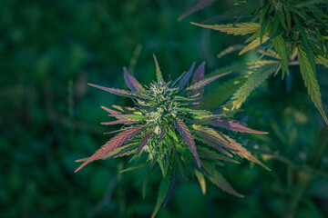flowering cannabis. medical marijuana. green cannabis on a dark background