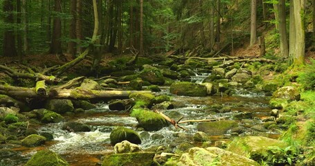 A picturesque forest scene with a babbling stream flowing over mossy rocks and through fallen tree trunks, showcasing nature's untouched beauty and tranquility.