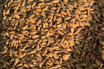 paddy rice seeds background texture