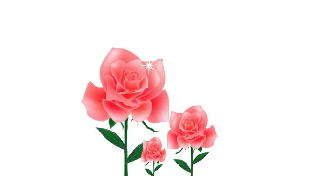 Abstract Beautiful Rose flowers, gift background and 2d animation, floral, ornament, knot, bouquet, real flowers, Rose, natural scene 