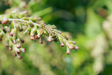 ヨモギに擬態する幼虫(ハイイロセダカモクメ)