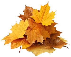 Naklejka na ściany i meble A pile of autumn colorful leaves isolated on a transparent or white background, PNG