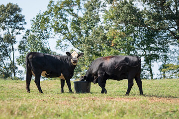 Angus crossbred heifers eating supplement tub