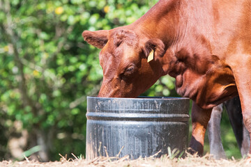 Close up of red cow eating from tub