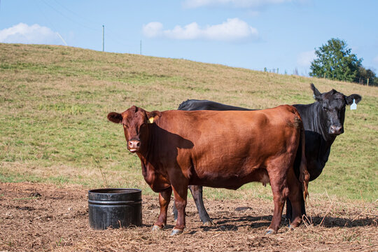 Commercial beef cows near supplement tub
