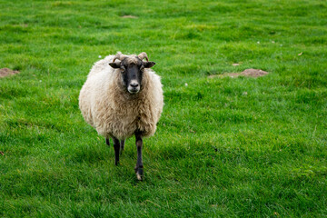 Obraz premium Domestic sheep grazing in the pasture.