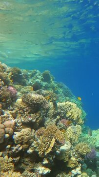 Many fish swim among corals in the Red Sea, Egypt. Vertical video