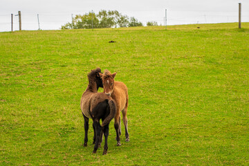 Horses grazing in the horse pasture.