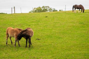 Horses grazing in the horse pasture.