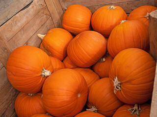Pumpkin crop stored for sale on a Devon farm a few weeks prior to UK halloween celebrations