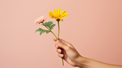 Woman hand holding yellow flower on blue background. Pastel color.