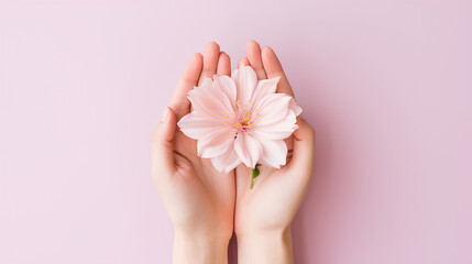 Woman hand holding pink flower on blue background. Pastel color.