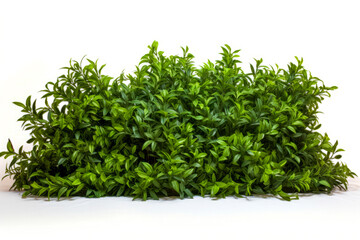 Obraz premium Bush of green leaves on white background with white background.
