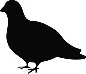 Simple and adorable flat colored Pigeon illustration in silhouette