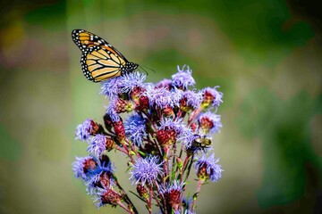 Liatris Ligulistylis Monarch