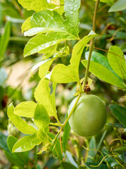 Detail of a purple passion fruit (Passiflora edulis) hanging from a passionfruit vine with blurred background