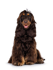 Young adult choc and tan Cocker Spaniel dog, sitting up facing front. Looking towards camera....