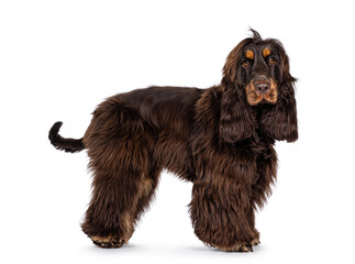 Young adult choc and tan Cocker Spaniel dog, standing side ways . Looking towards camera. Mouth closed. Isolated on a white background.