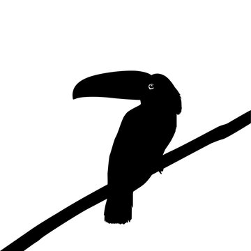 recommend clip art: Toucans are Neotropical members of the near passerine bird family Ramphastidae. The Ramphastidae are most closely related to the American barbets, Bird Silhouette. Vector Illustration