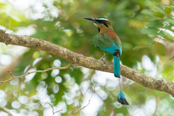 Turquoise-browed motmot, Eumomota superciliosa, tropical bird with racketed tail native to central...