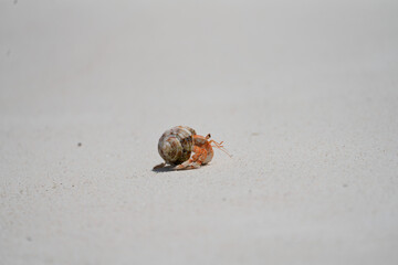 Hermit crab on a beach