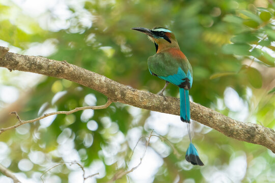 Turquoise-browed motmot, Eumomota superciliosa, tropical bird with racketed tail native to central America, Yuacatan, Mexico