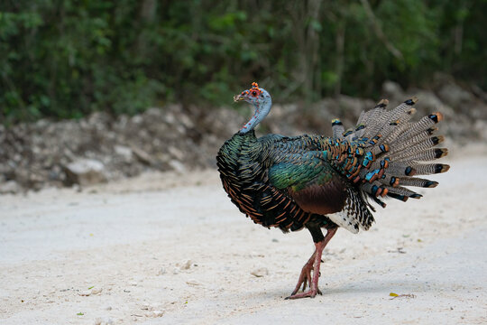 Ocellated turkey, Meleagris ocellata, rare bizar bird, Calakmul, Yucatan, Mexico