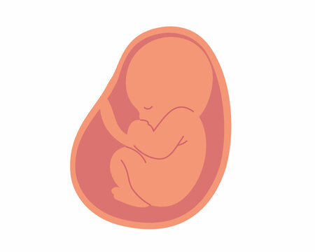 recommend clip art: Baby in womb embryo and umbilical cord Pregnancy and health of mother and baby inside.