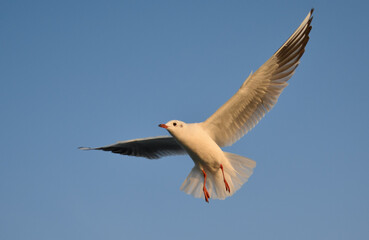 seagull in flight
