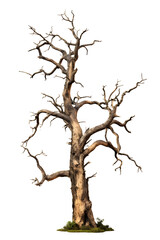 dead tree isolated on transparent background - garden, forest, woods, nature, landscape design element PNG cutout