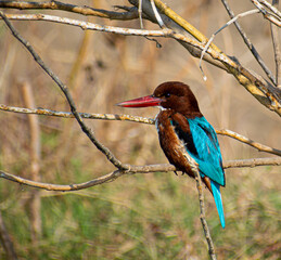 kingfisher on branch