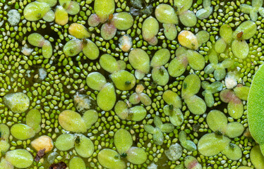 Small green aphids on Spotless watermeal (Wolffia arrhiza), duckweed (Lemna turionifera)